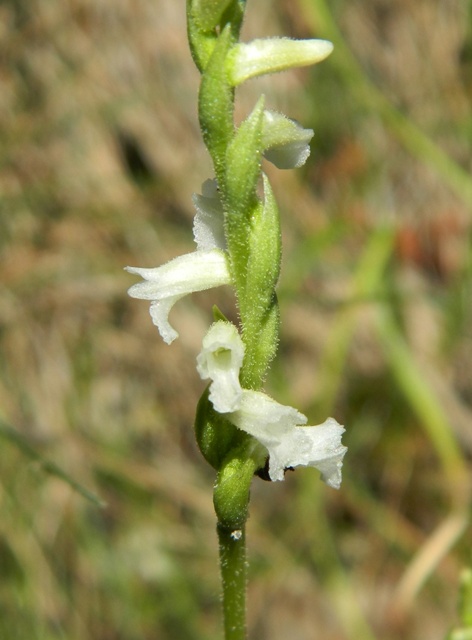 Spiranthes aestivalis in provincia della Spezia.